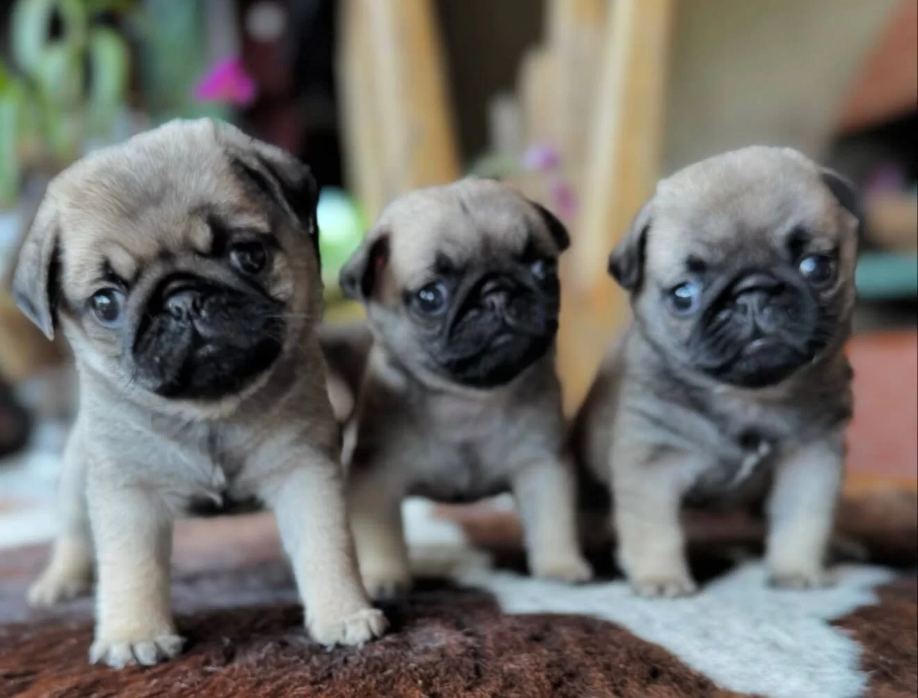Safkan Pug Mops Yavruları #35063 | Petciler