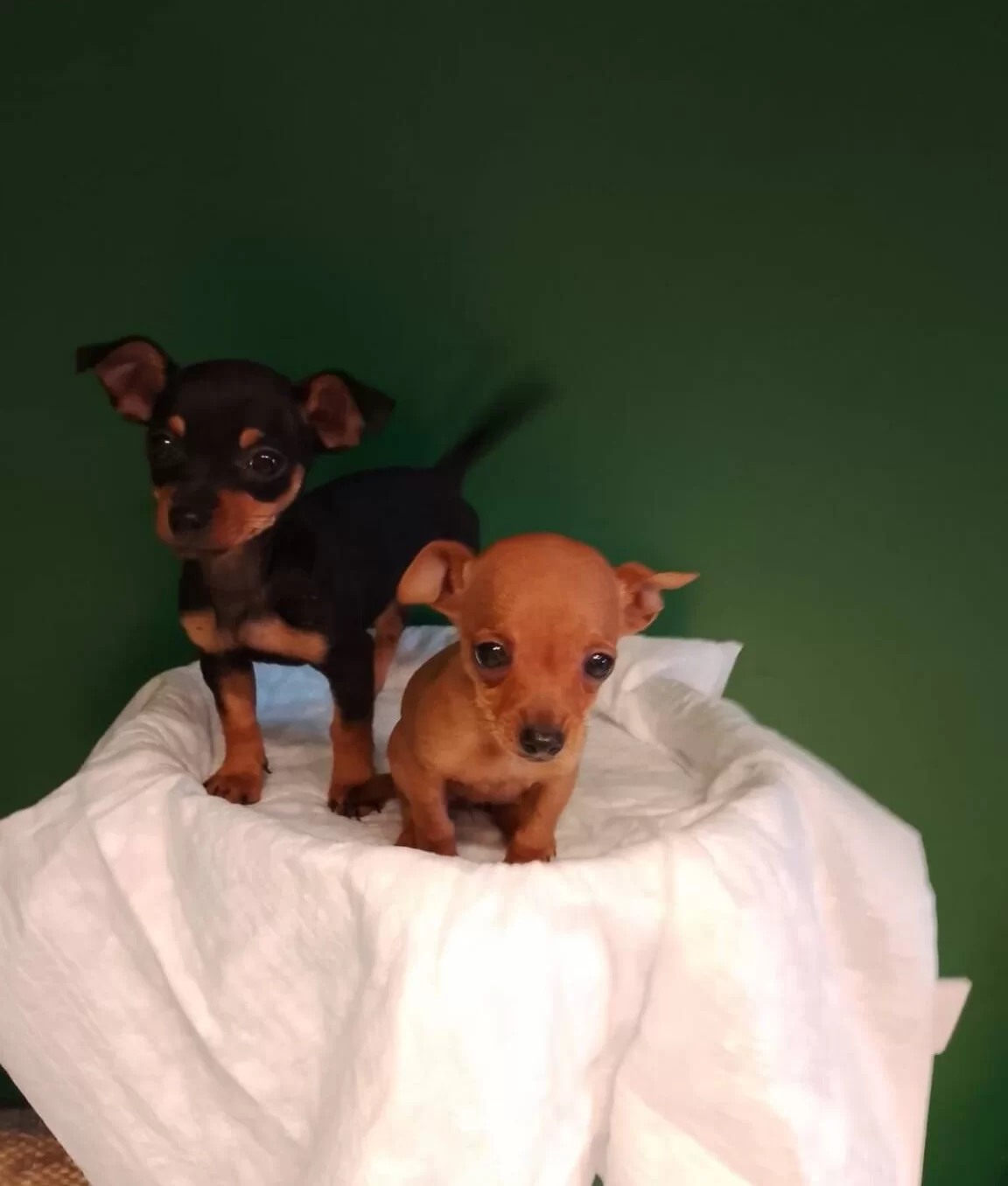 Numara Mini Pinscher Bebekler