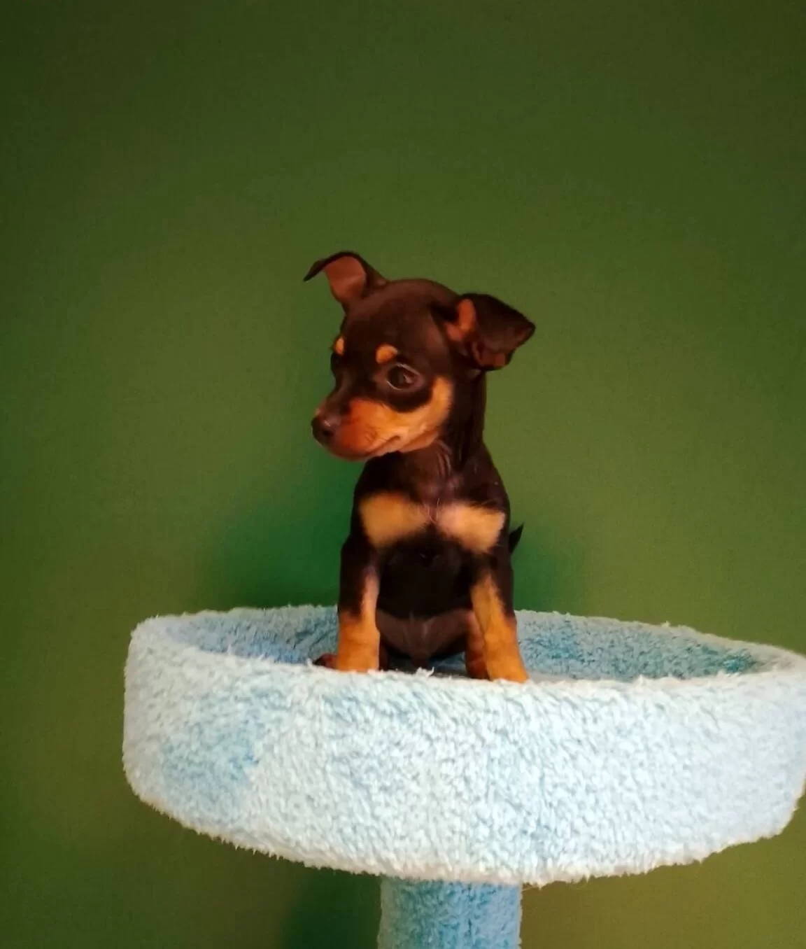 Numara Mini Pinscher Bebekler