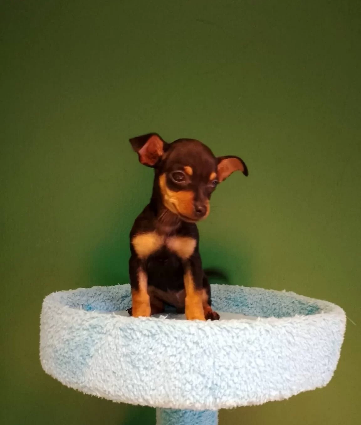 Numara Mini Pinscher Bebekler