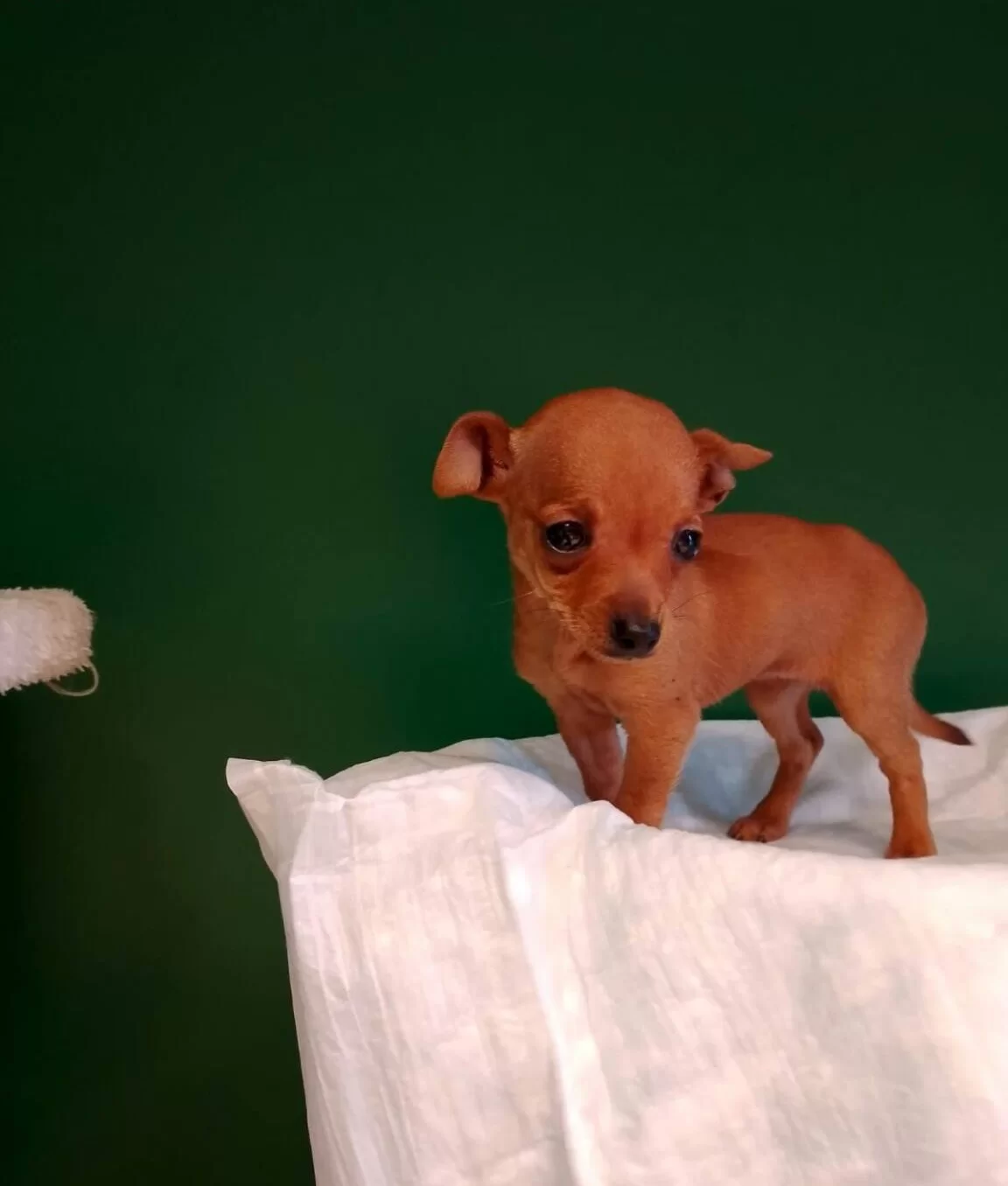 Numara Mini Pinscher Bebekler