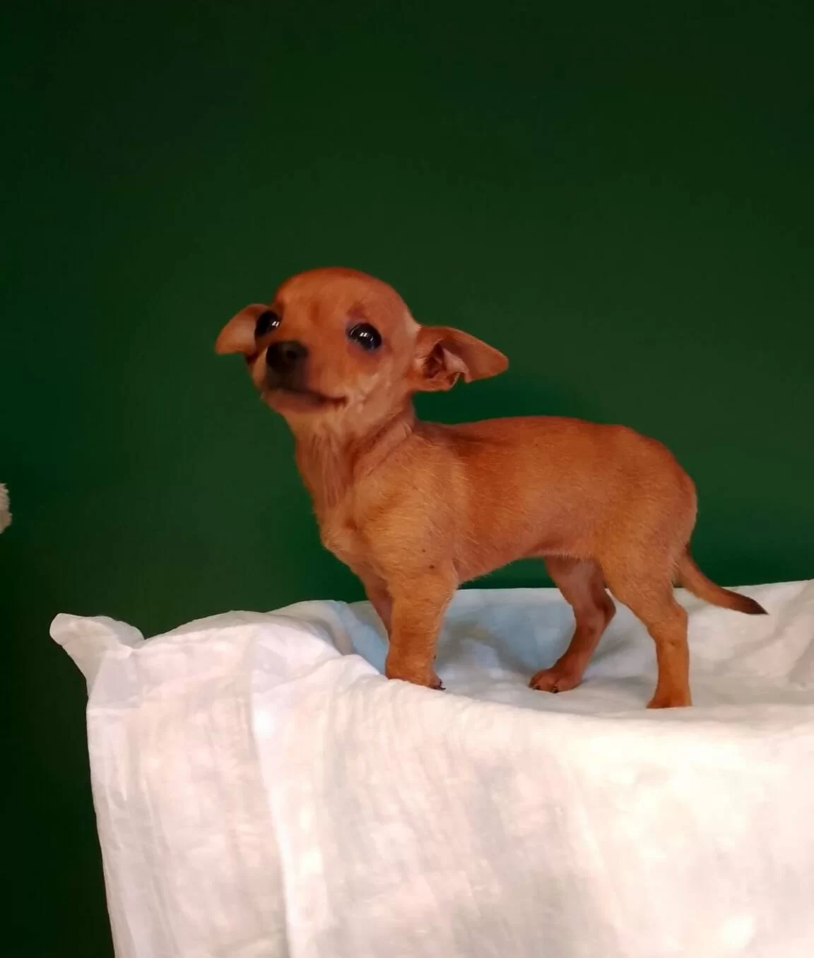 Numara Mini Pinscher Bebekler