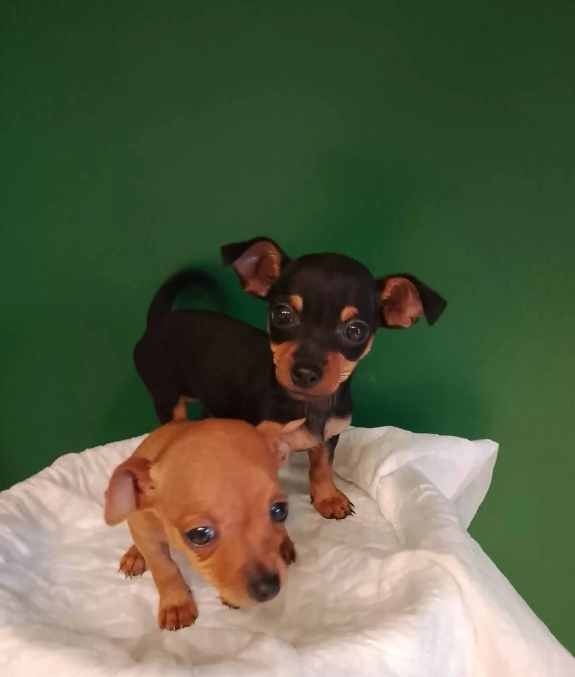 Numara Mini Pinscher Bebekler