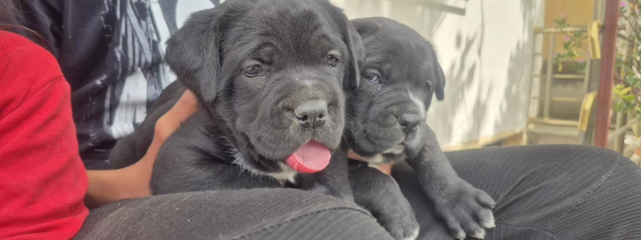 A Kalite Cane Corso Yavrular