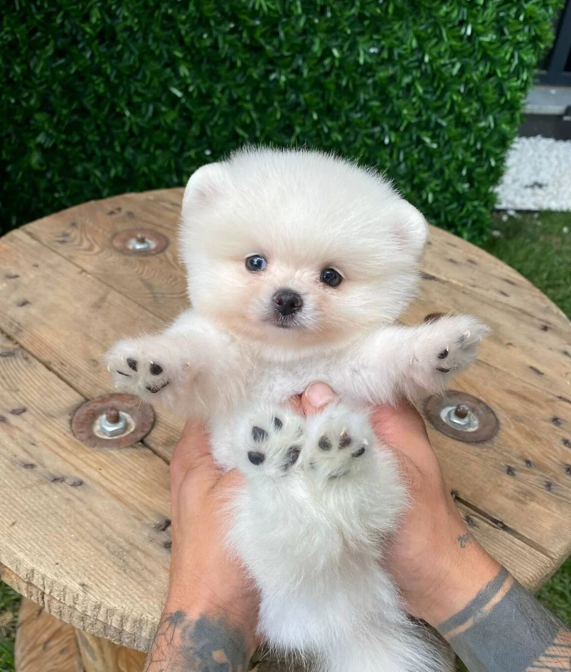 Benim Pamuk Sekerlerim