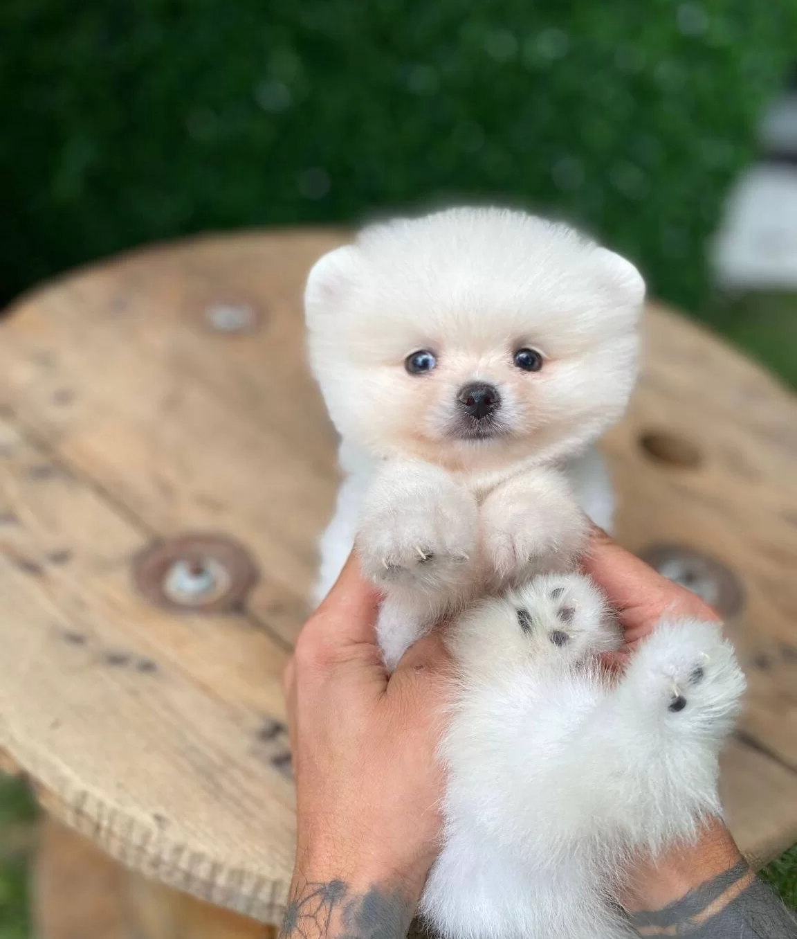 Benim Pamuk Sekerlerim