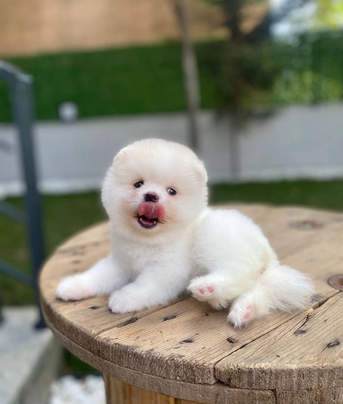 Benim Pamuk Sekerlerim