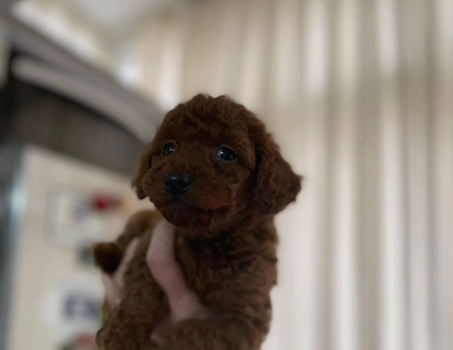 Korekan Poodle Bebeklerimiz