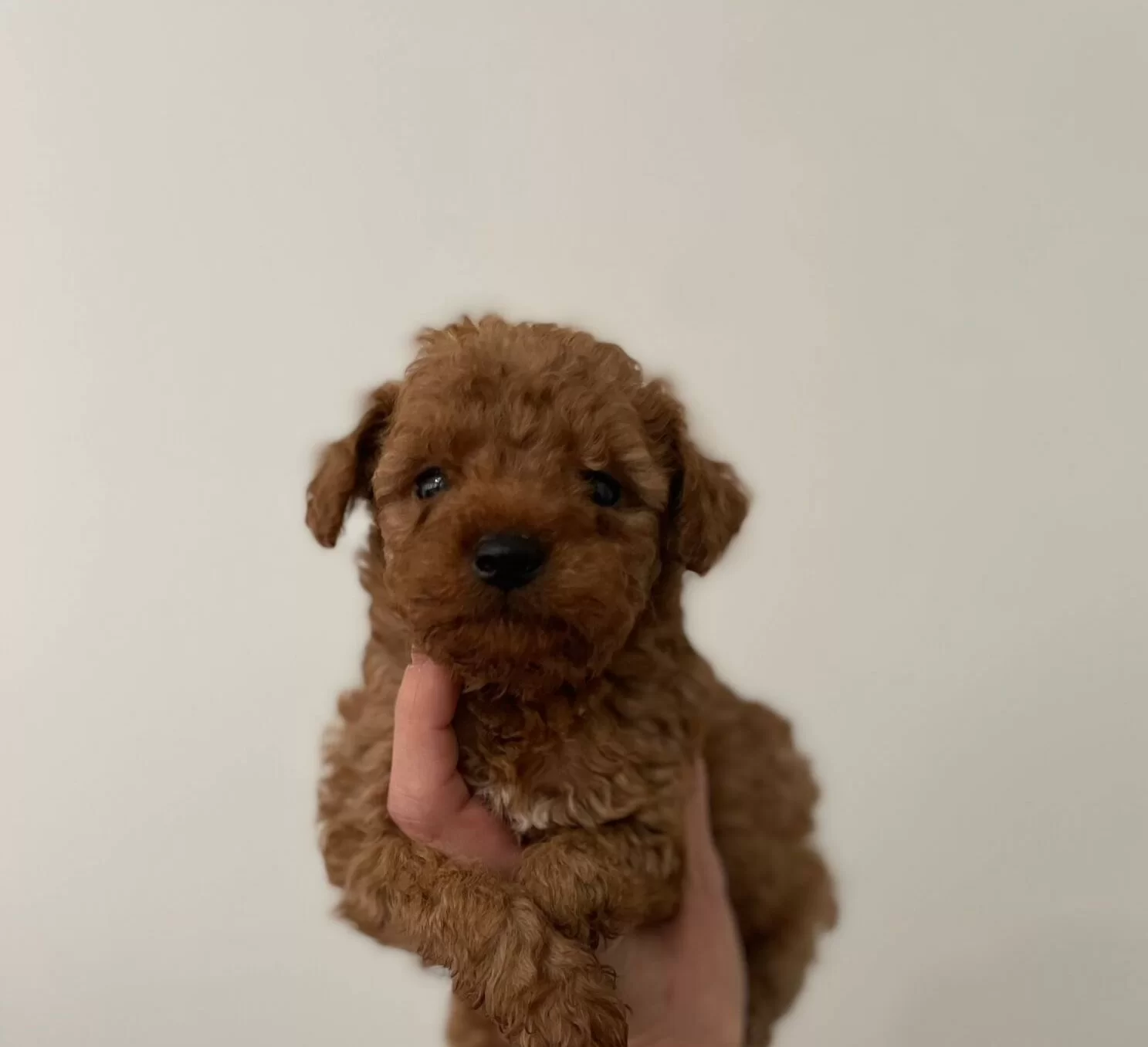 Korekan Poodle Bebeklerimiz