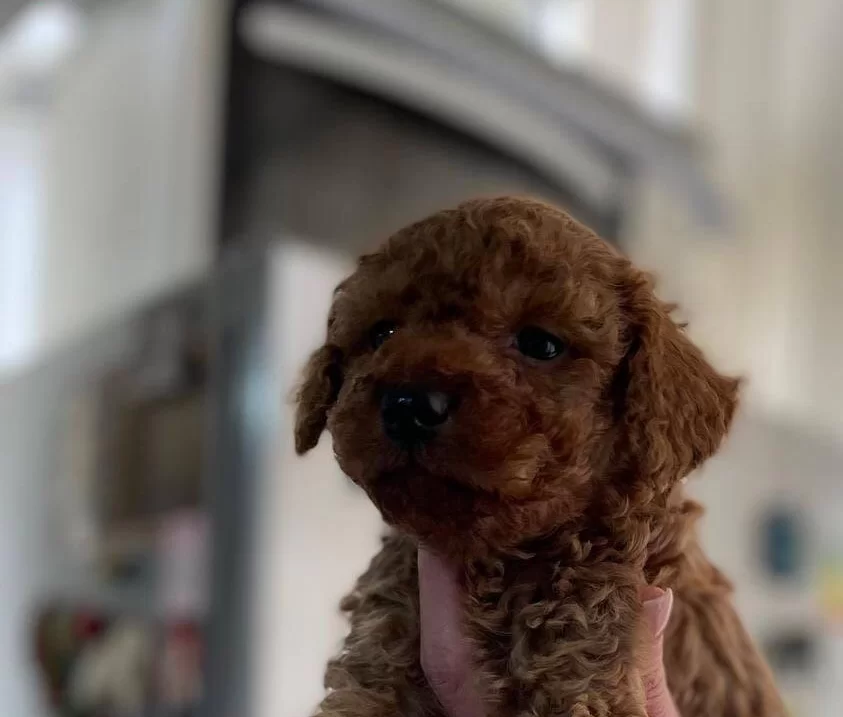 Korekan Poodle Bebeklerimiz