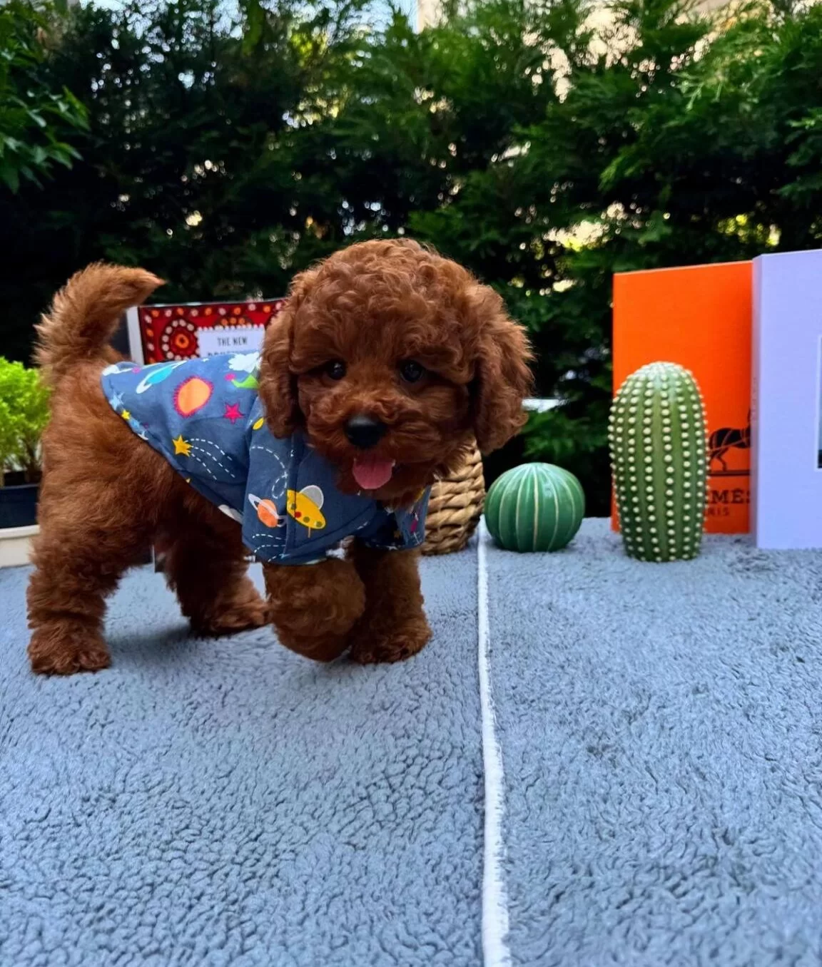 Kore Poodle Bebeklerimiz