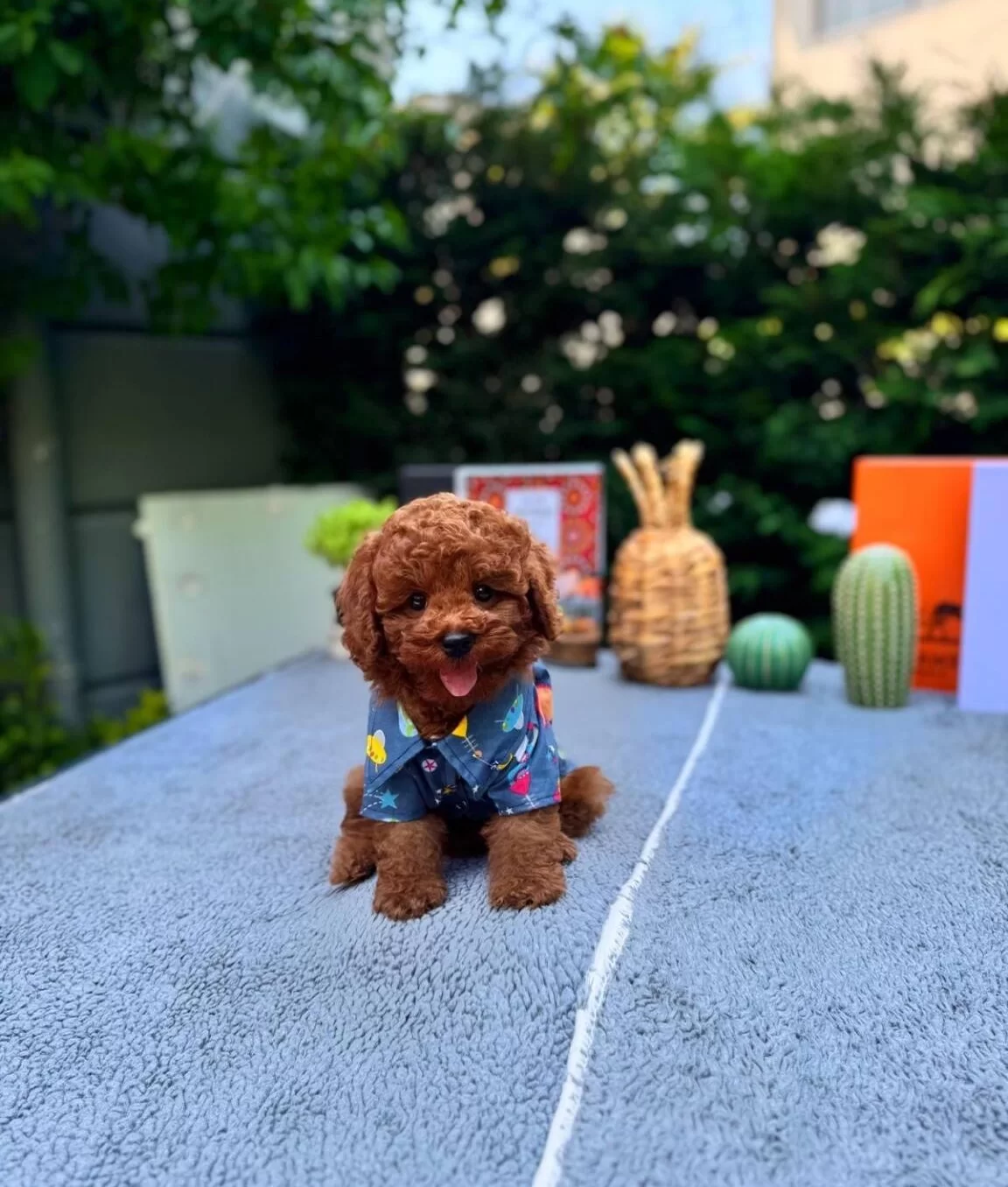 Kore Poodle Bebeklerimiz