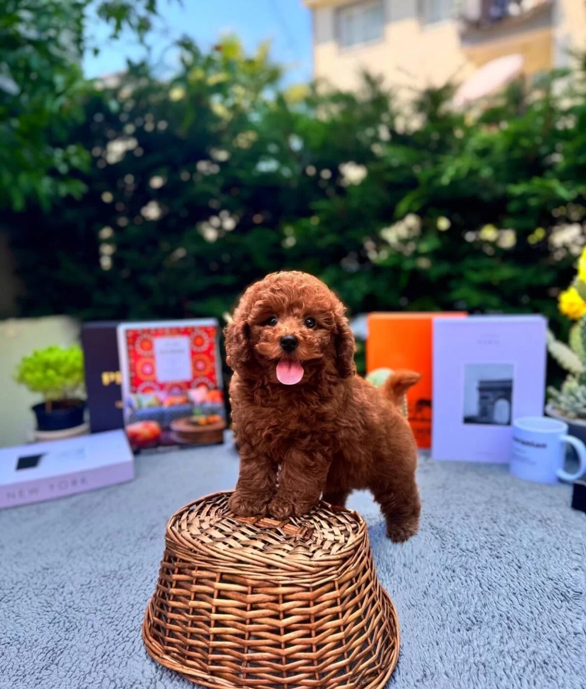 Kore Poodle Bebeklerimiz