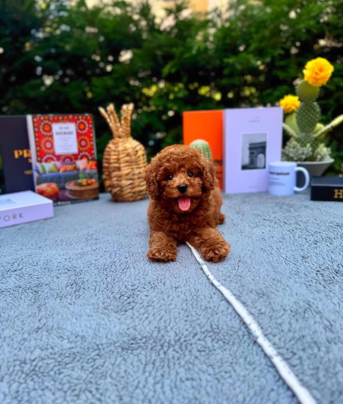 Kore Poodle Bebeklerimiz