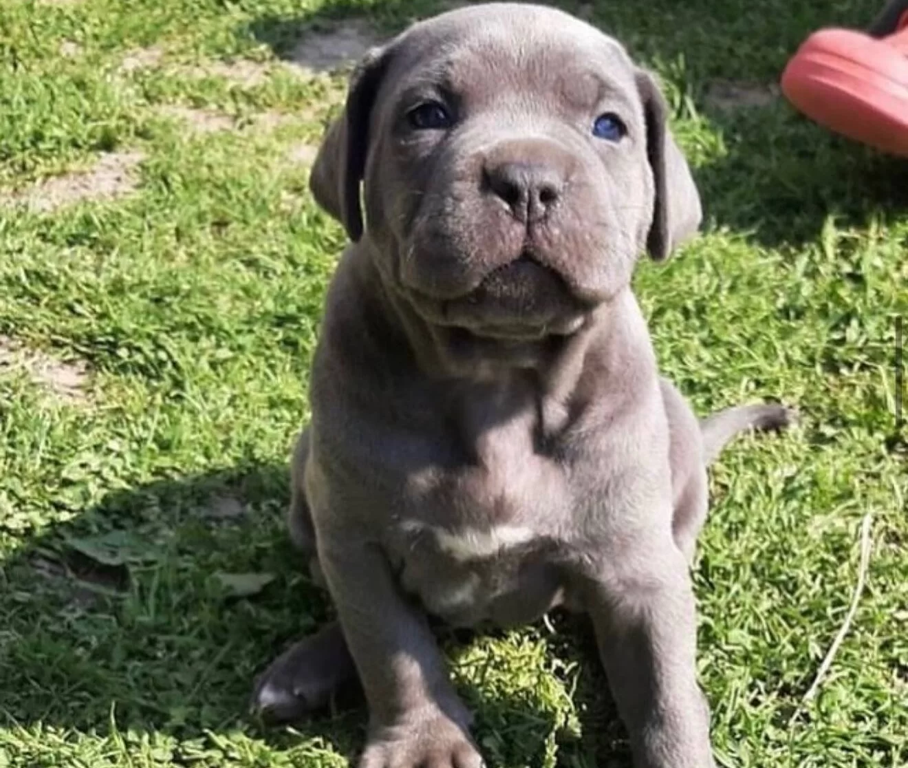 Cane Corsa Blue Yavrularımız