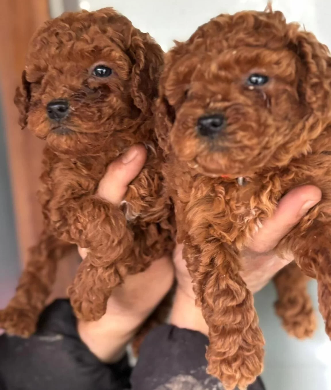 Redbrown Toypoodle Yavrularım