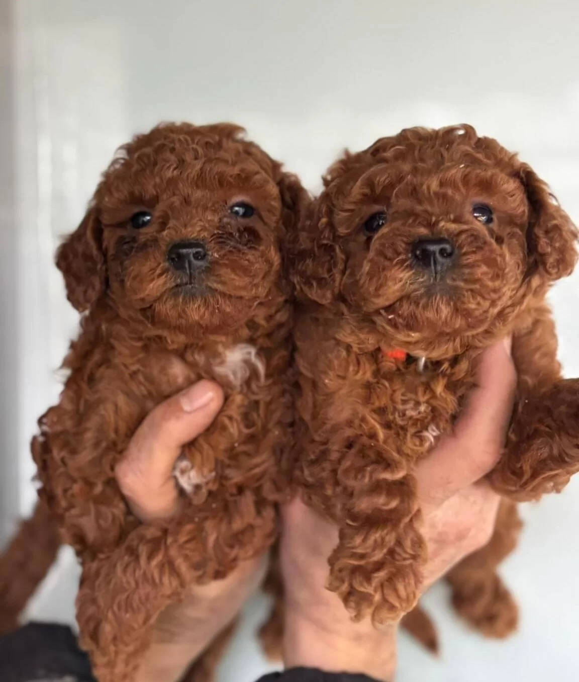 Redbrown Toypoodle Yavrularım