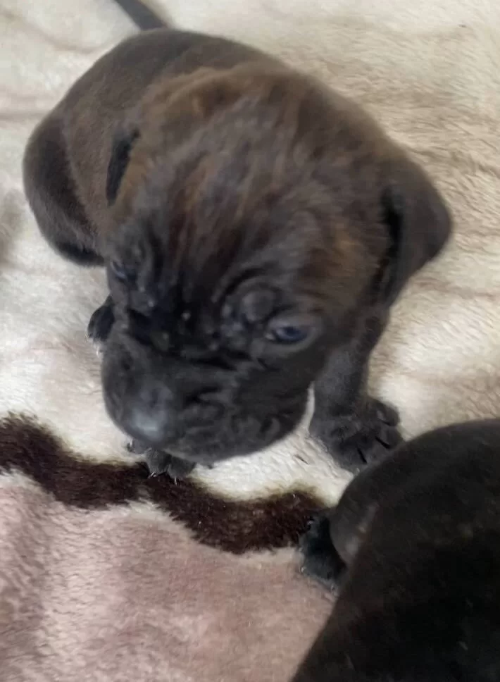 Scrli Cane Corso Yavruları