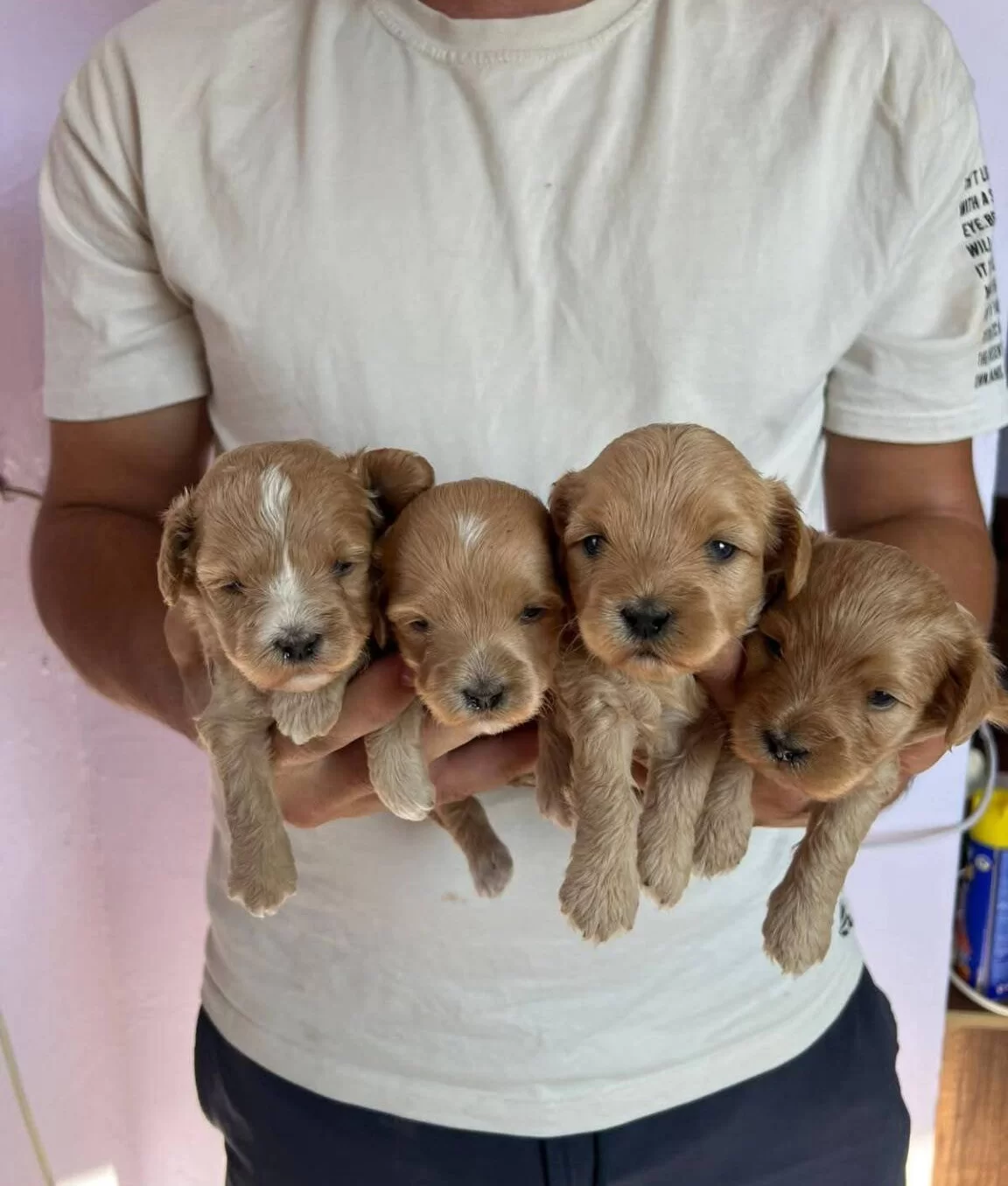 Safkan Maltipoo Yavrular