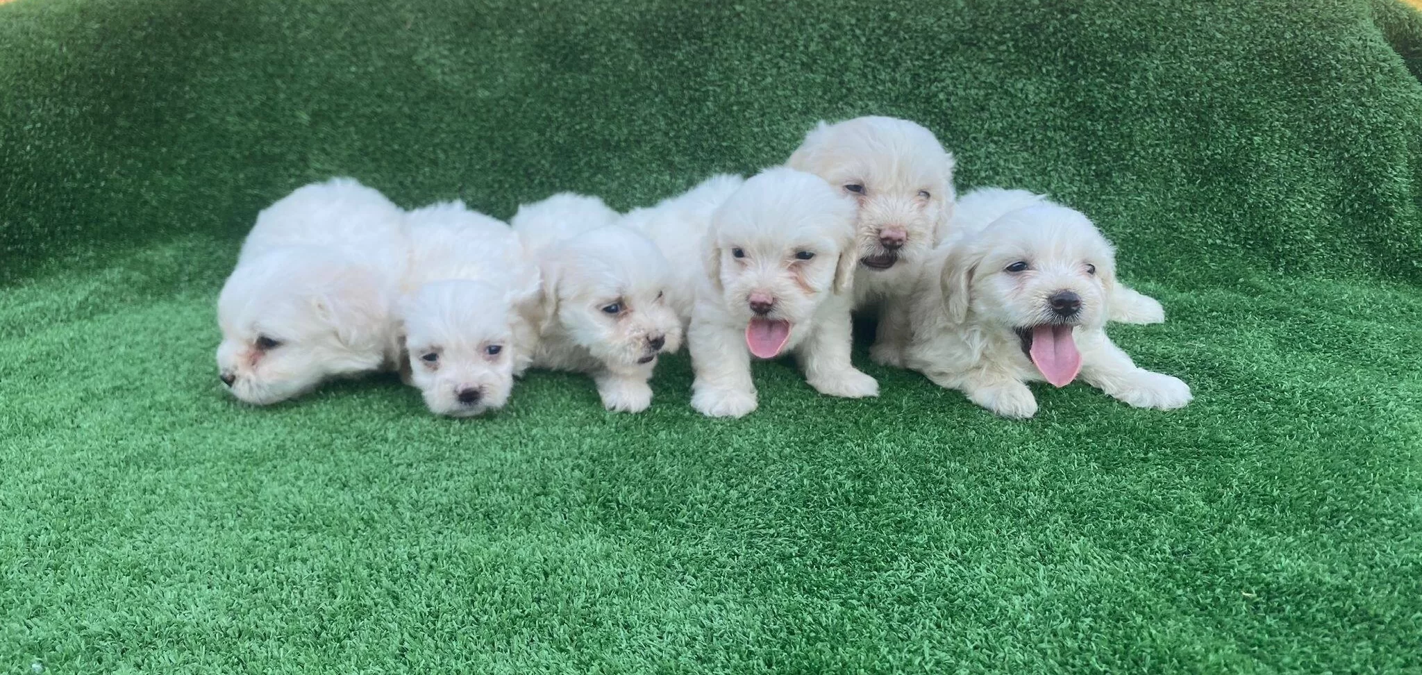 Safkan Numara Maltese Terrier Yavruları