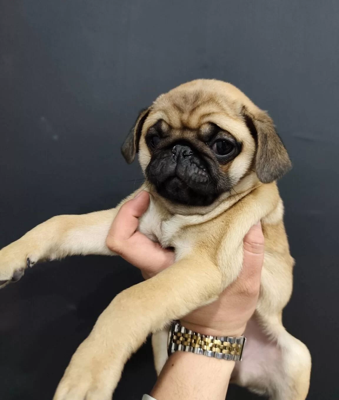 A Kalite Pug Mops Yavrular