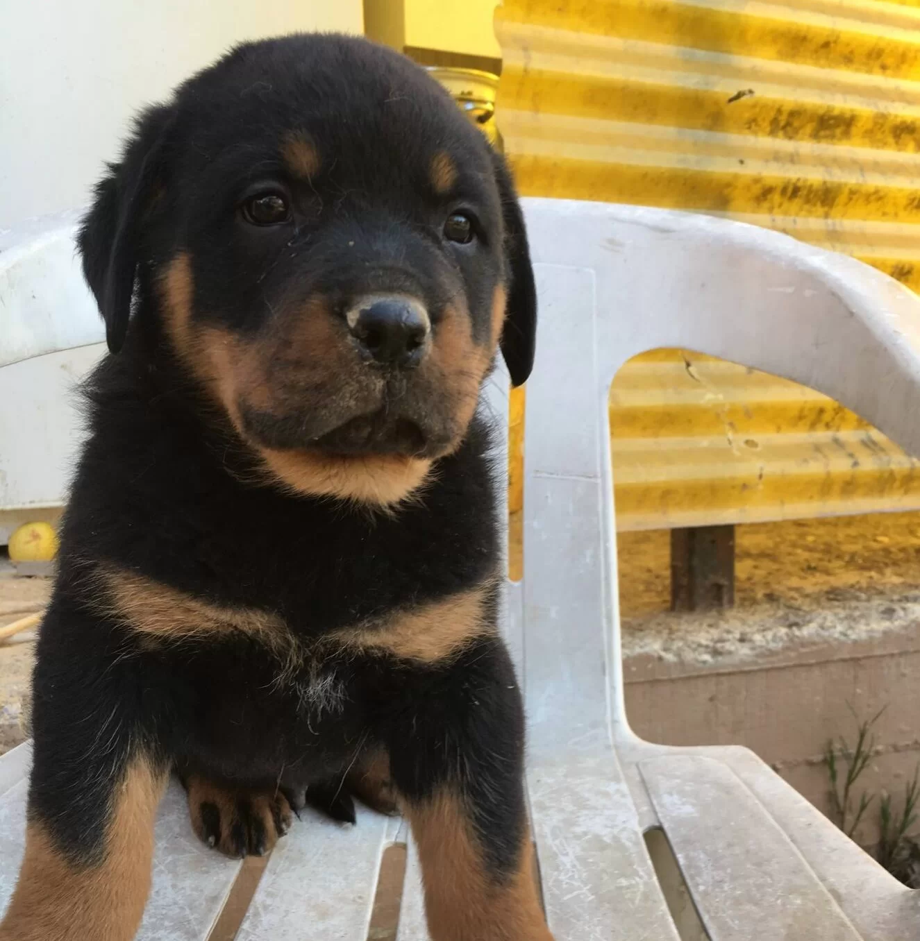 Safkan A Kalite Macar Rottweiler Yavrular