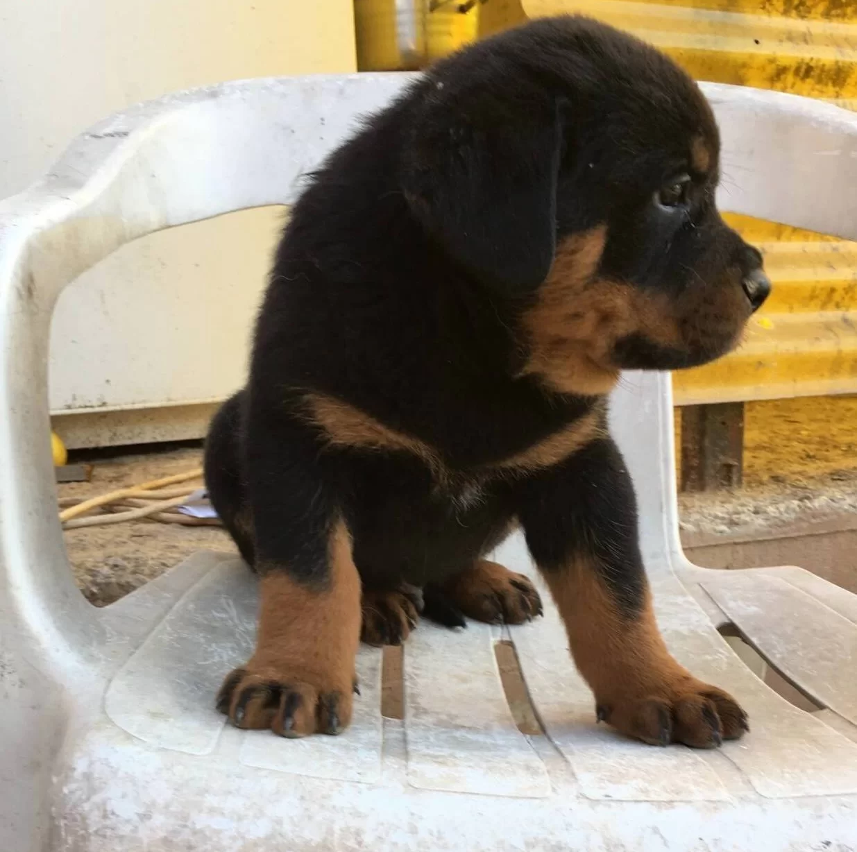Safkan A Kalite Macar Rottweiler Yavrular