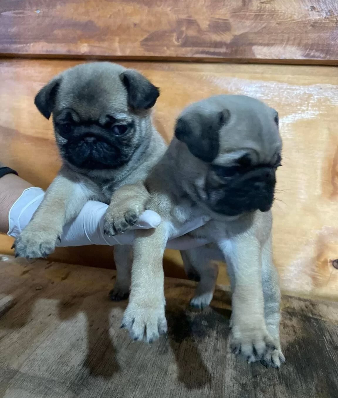 Maskeli Ve Karakterli Pug Mops Yavruları