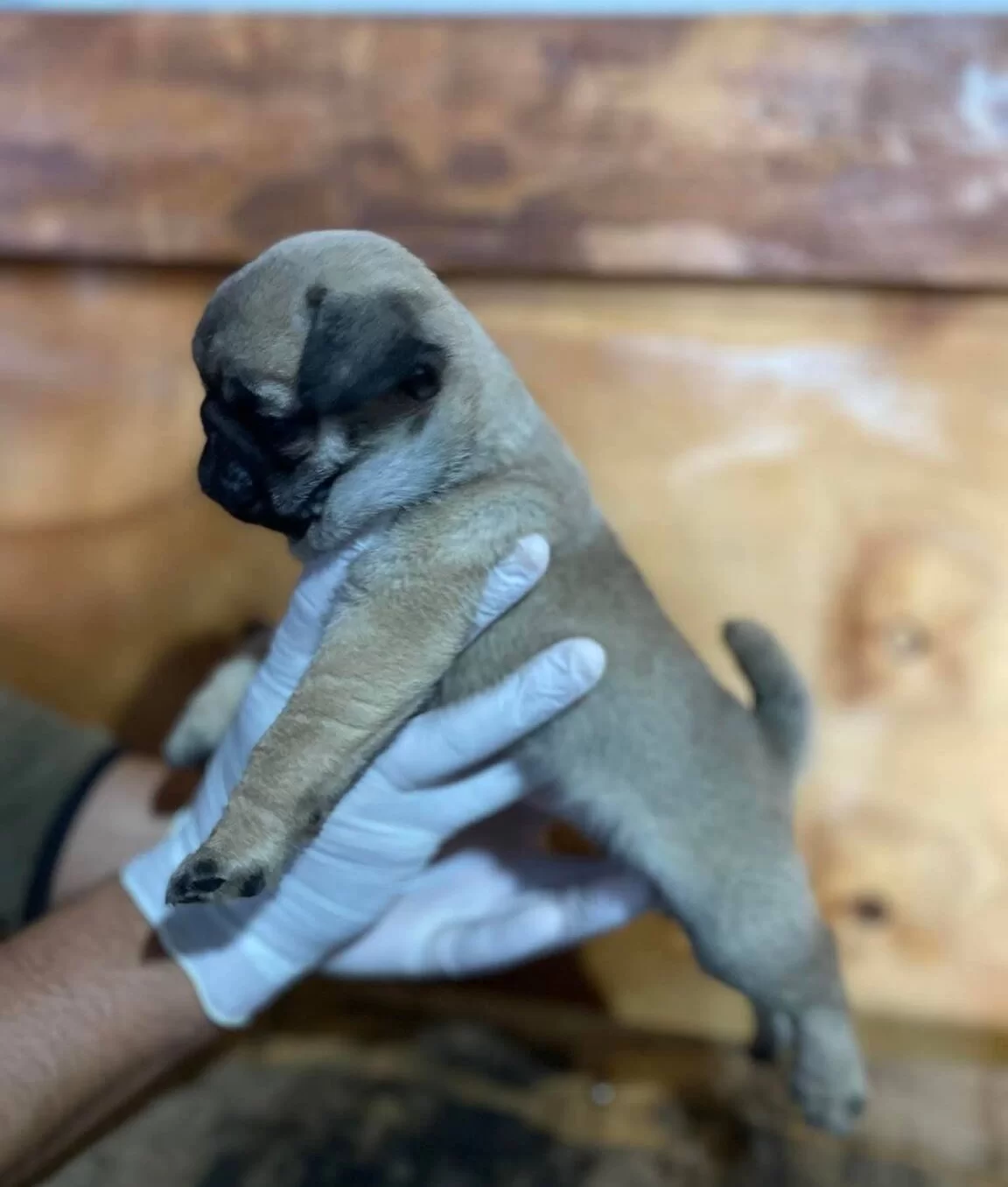 Maskeli Ve Karakterli Pug Mops Yavruları