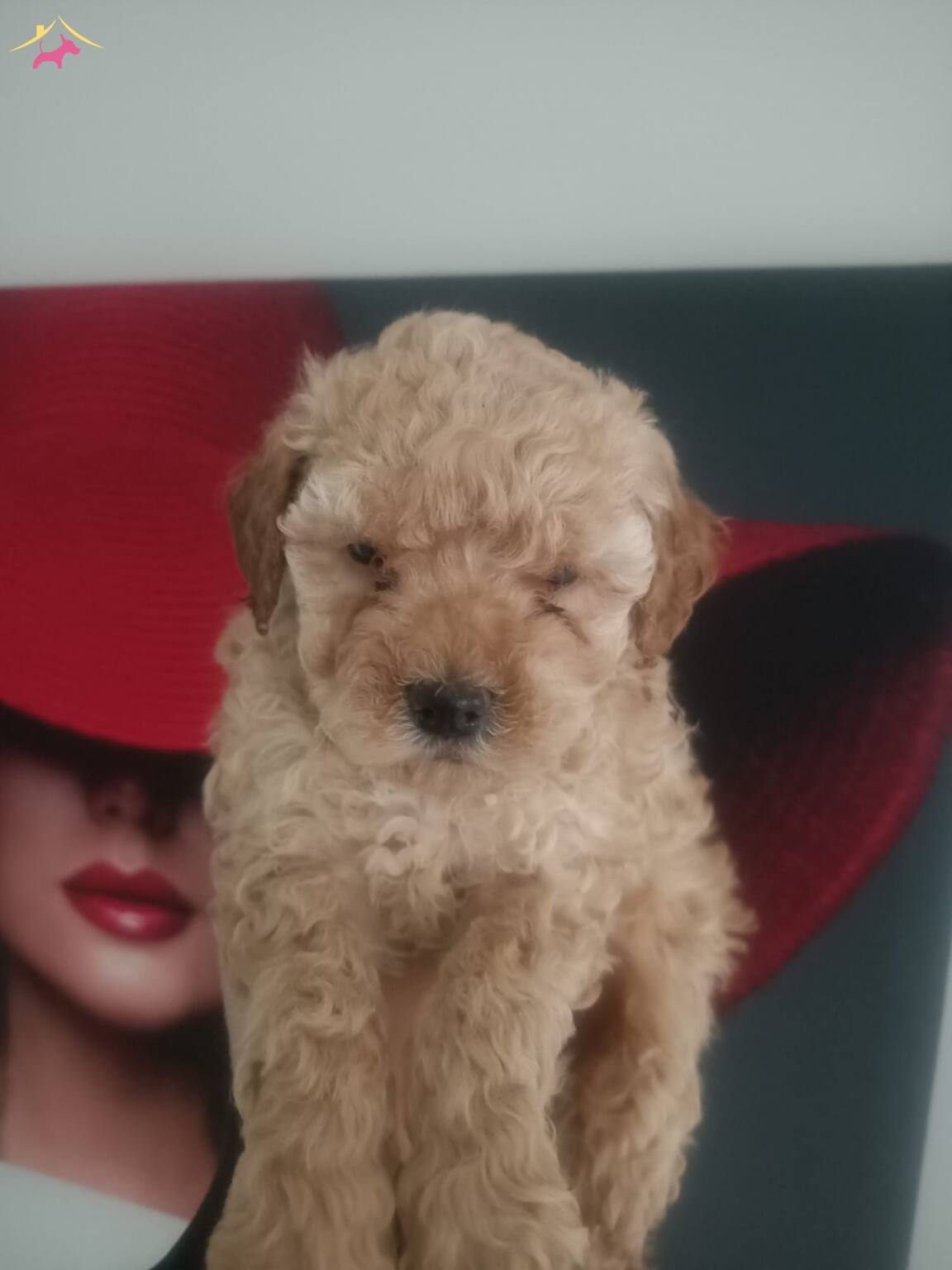 Mini Toy Poodle Yavrularımız