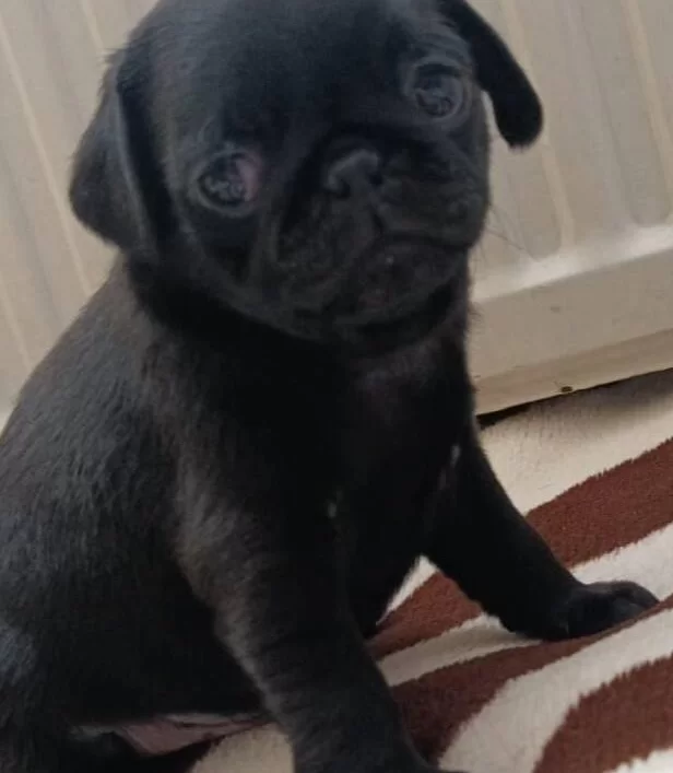 Sıfır Burun Gul Kuyruk Safkan Pug Moobs Yavruları