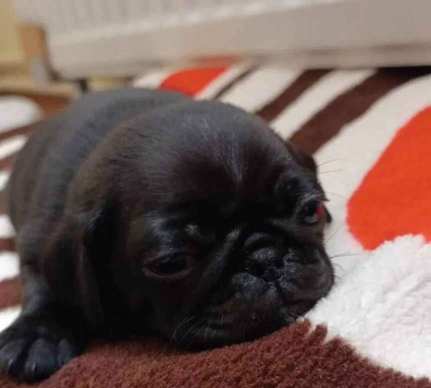 Sıfır Burun Gul Kuyruk Safkan Pug Moobs Yavruları