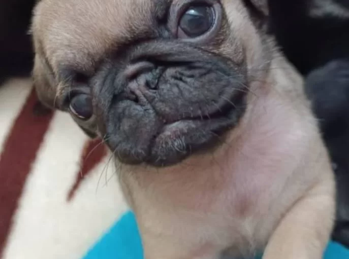 Sıfır Burun Gul Kuyruk Safkan Pug Moobs Yavruları