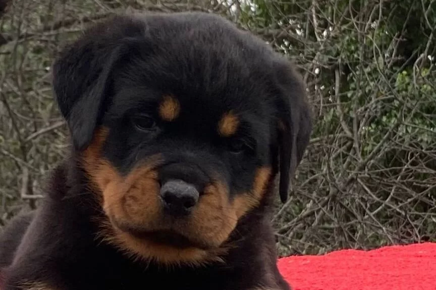 Secereli Rottweiler Yavruları