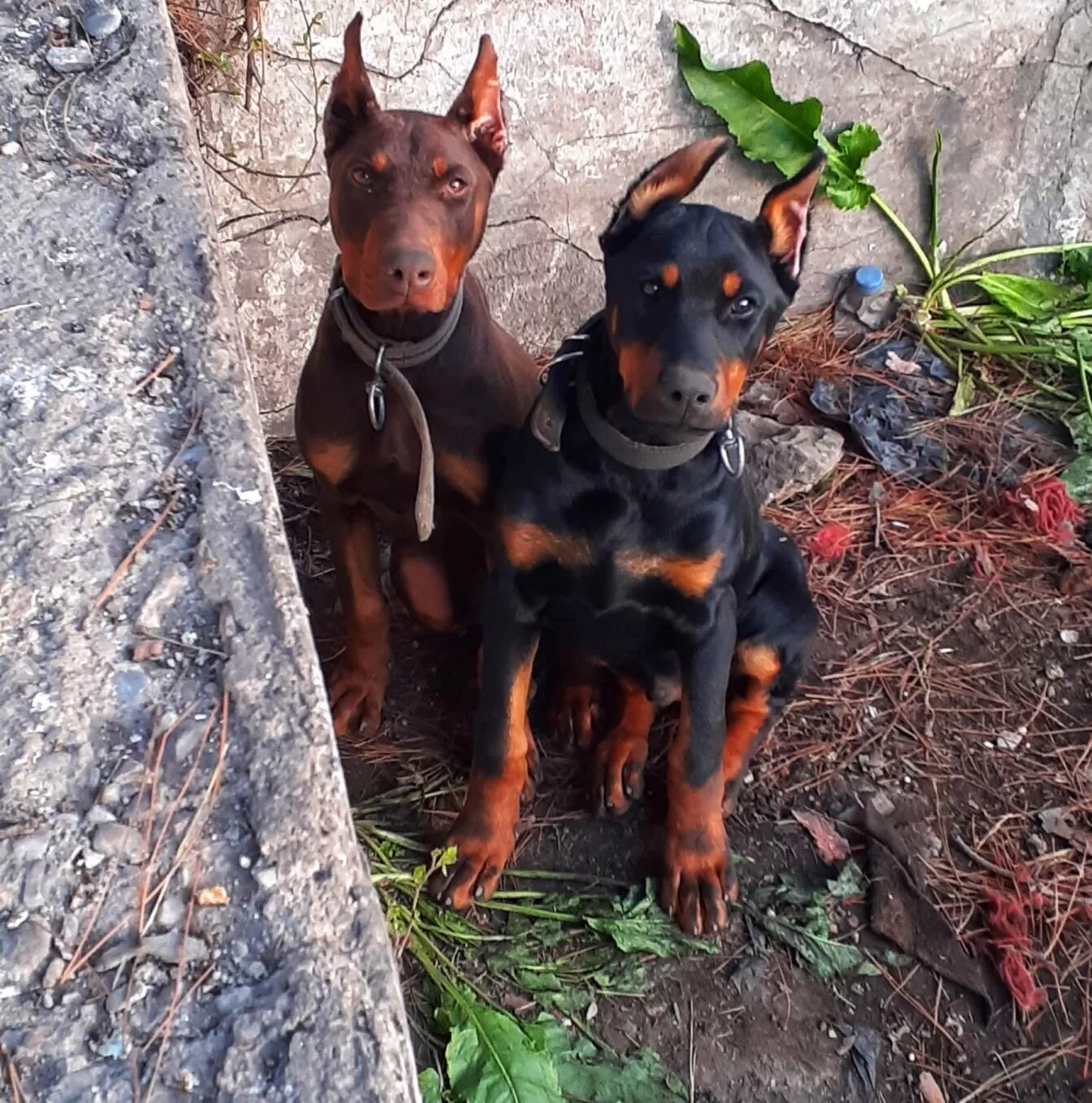 Iri Yapılı Secereli Safkan Doberman Yavruları