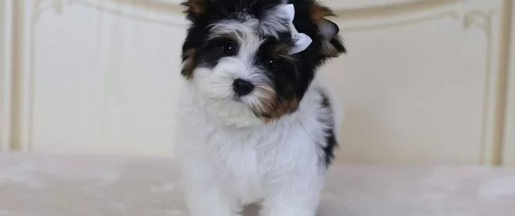 Ev Uretimi Antialerjik Shih Tzu Yavruları