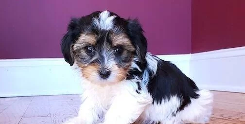 Ev Konforunda Buyuyen Shih Tzu Yavruları