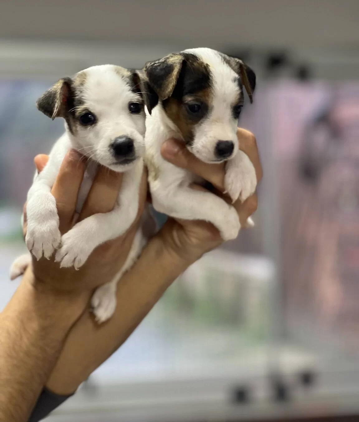 Kısa Bacak Jack Russel Bebekler