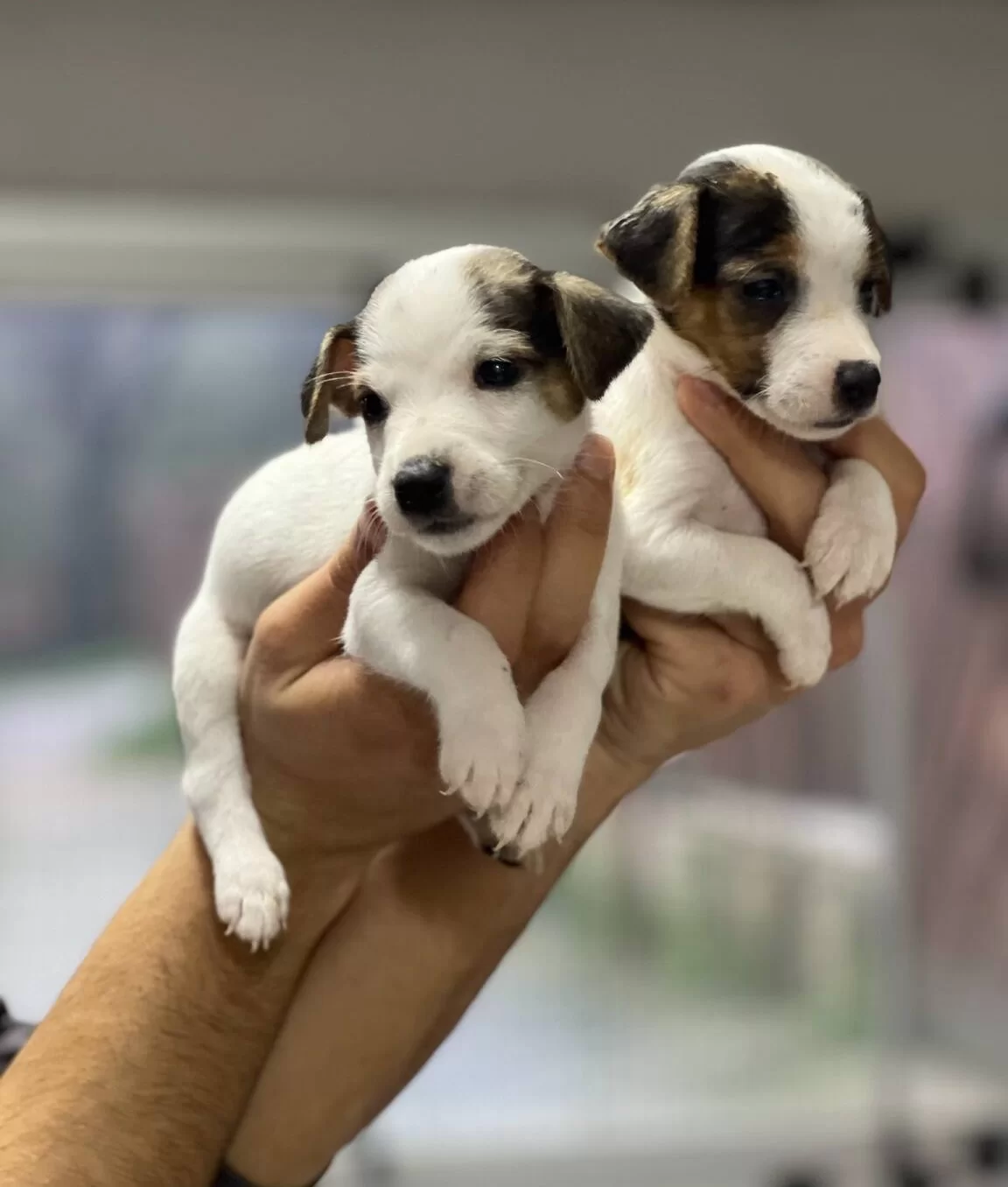 Kısa Bacak Jack Russel Bebekler