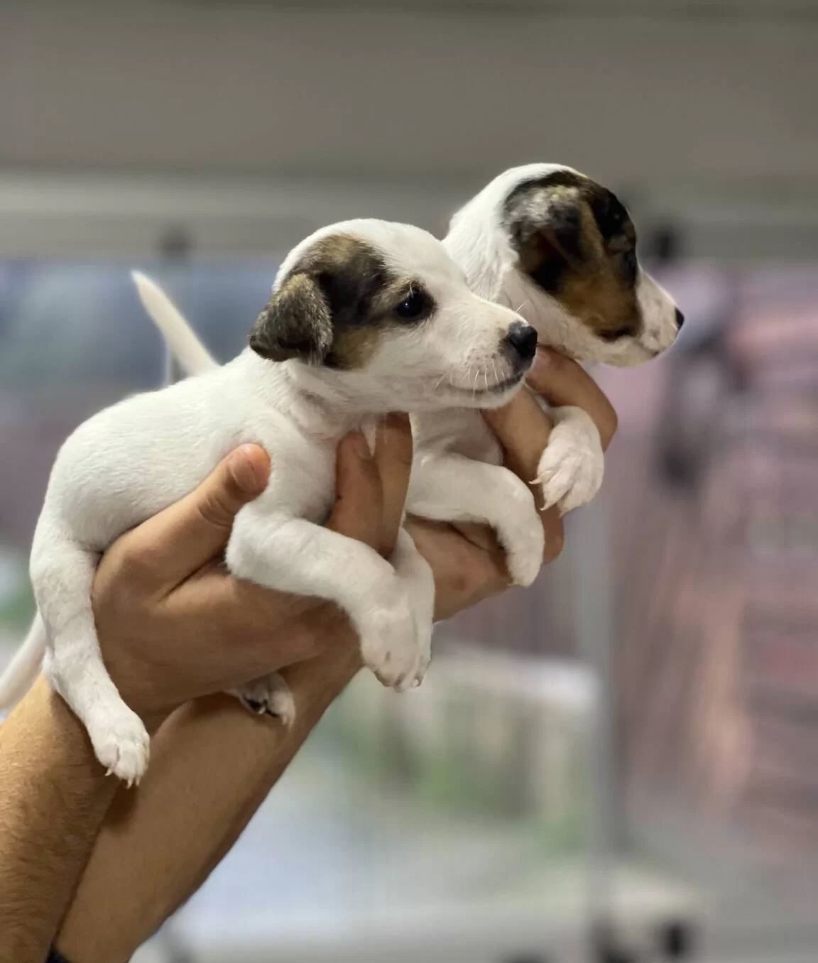 Kısa Bacak Jack Russel Bebekler