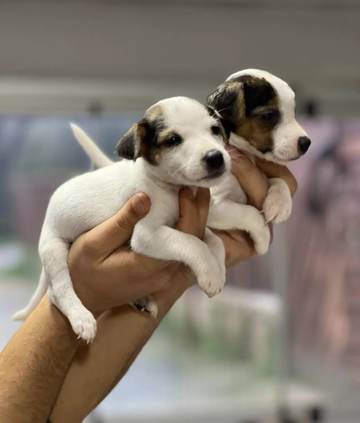 Kısa Bacak Jack Russel Bebekler