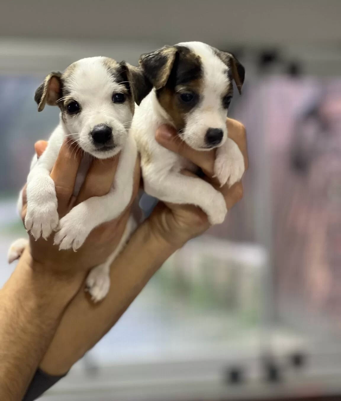 Kısa Bacak Jack Russel Bebekler