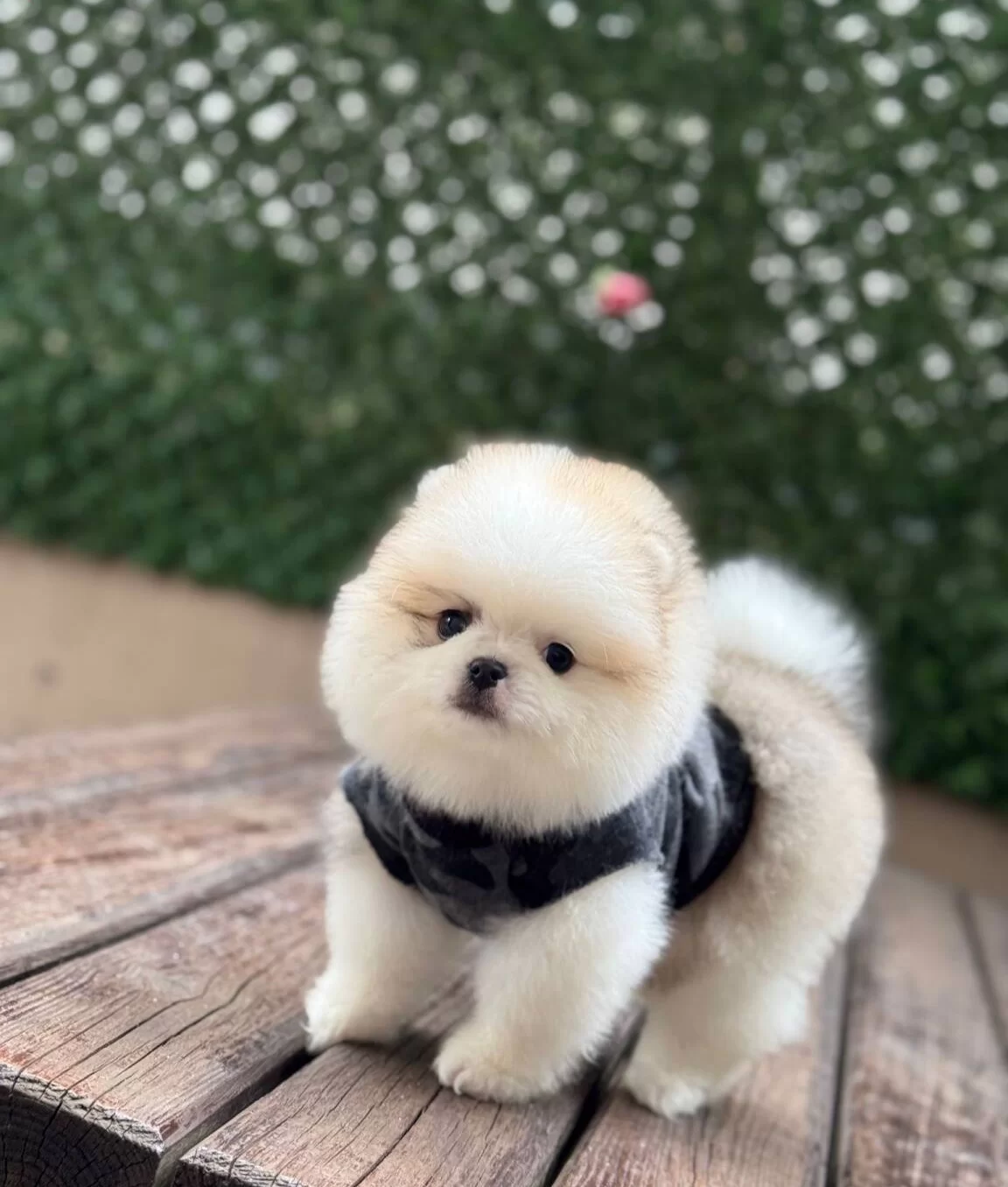 Ayıcık Surat Pomeranian Boo Yavruları