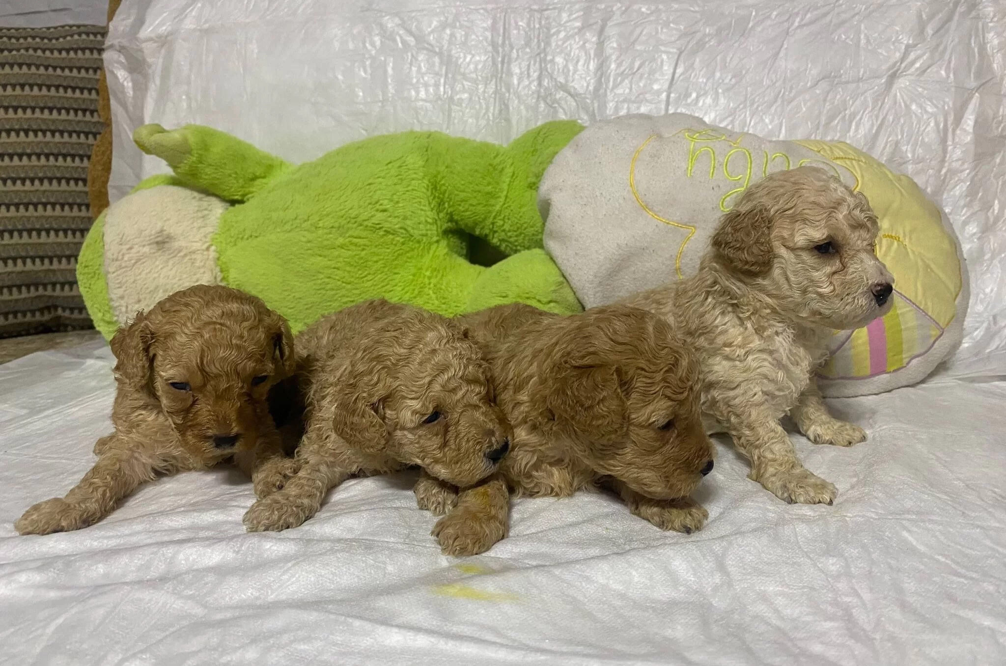 Ev Ortamına Uyumlu Toy Poodle Yavruları