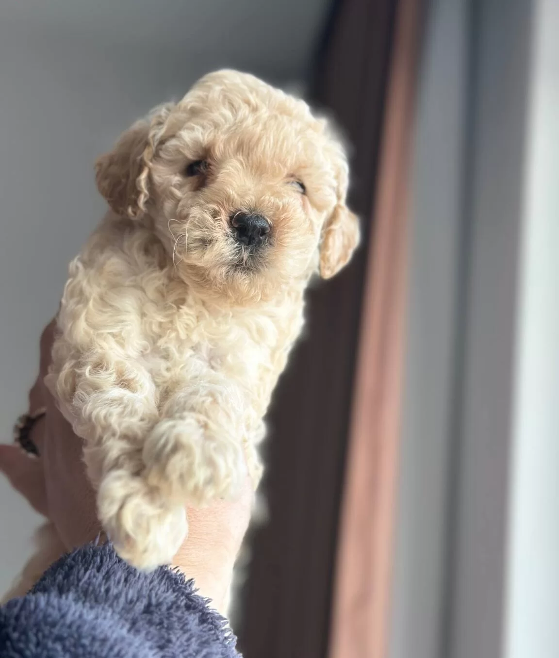 Ev Ortamında Buyuyen Oyuncu Mini Toy Poodle