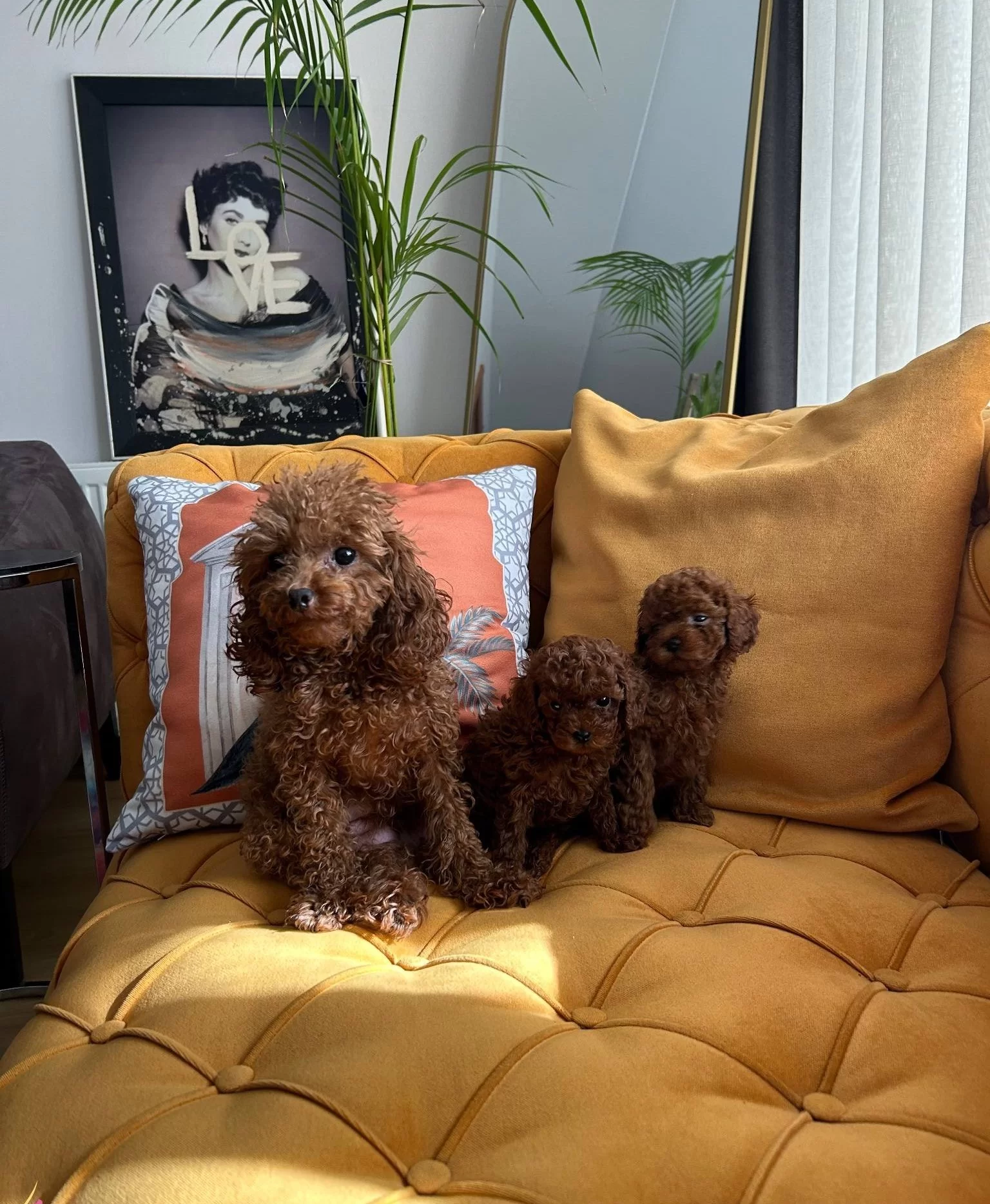 Kore Poodle Yavruları Evimizin Nesesi