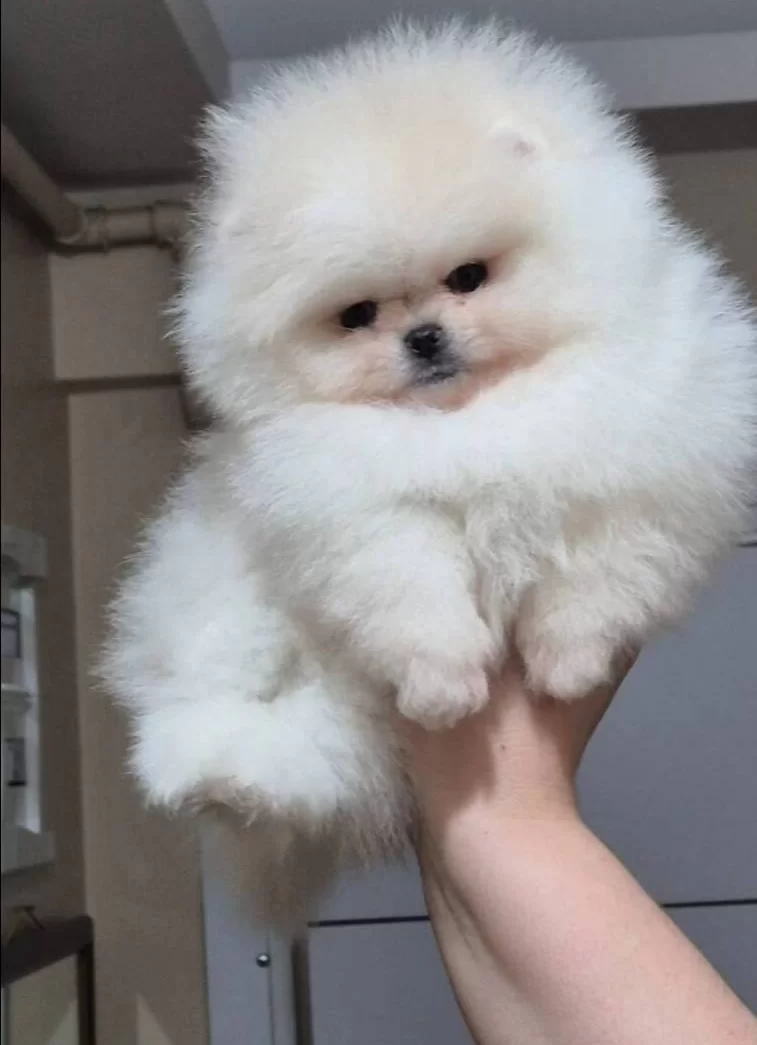 Ust Kalite Orijinal Irk Kucuk Prenses