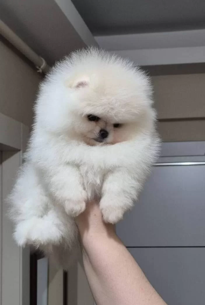 Ust Kalite Orijinal Irk Kucuk Prenses