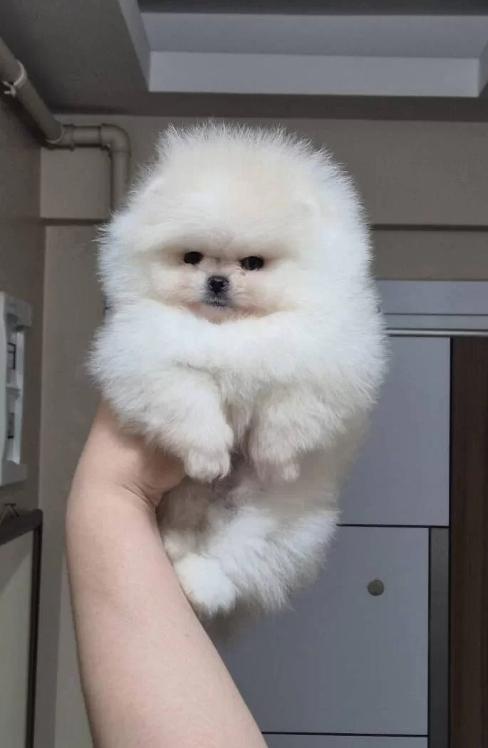 Ust Kalite Orijinal Irk Kucuk Prenses