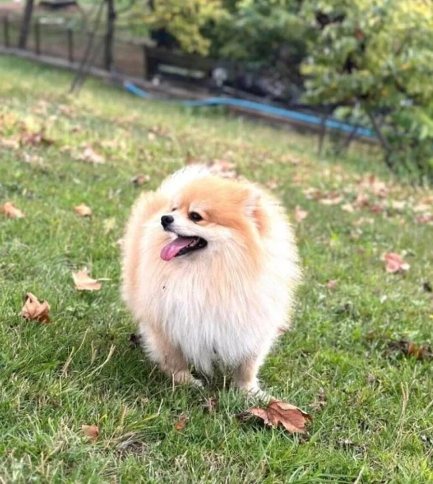 Egitimli 18 Aylık Pomeranian Boo